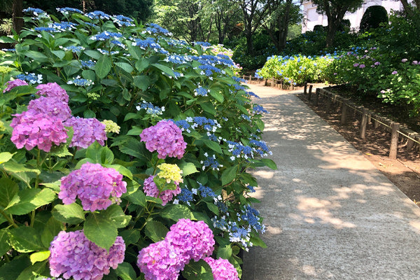 Shade Loving Trees and Plants for shade lovers