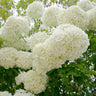 Snowball Bush