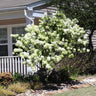 Snowball Bush