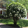 Snowball Bush