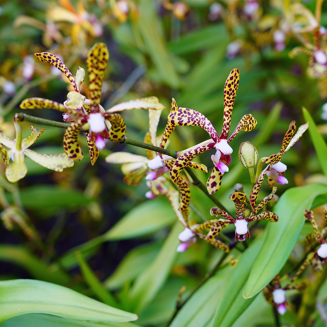Spider Orchid Bush