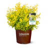 Sunshine Ligustrum Shrub