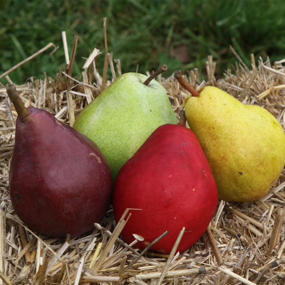 2-in-1 Pear Surprise Tree