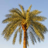 Sylvester Palm