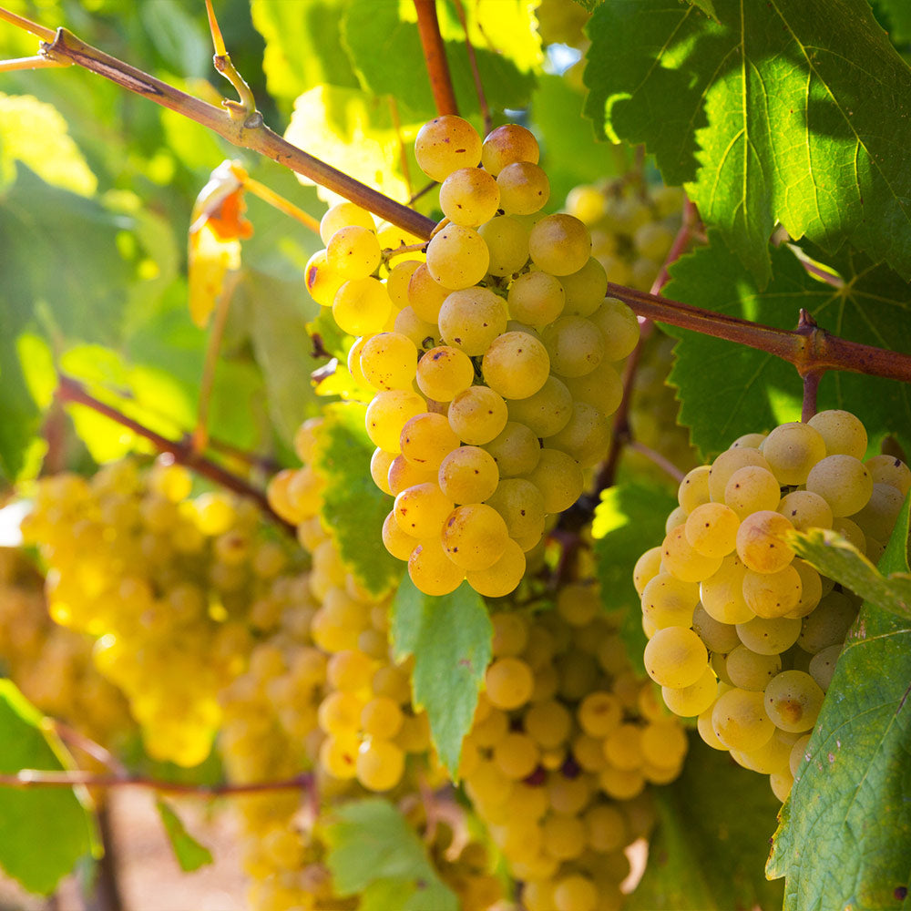 Tara Scuppernong Grape