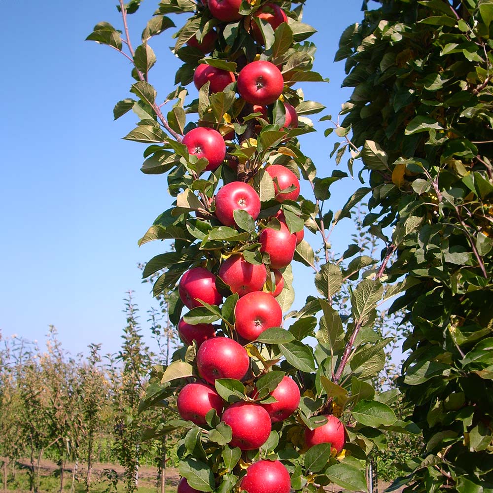 Tasty Red™ Columnar Apple