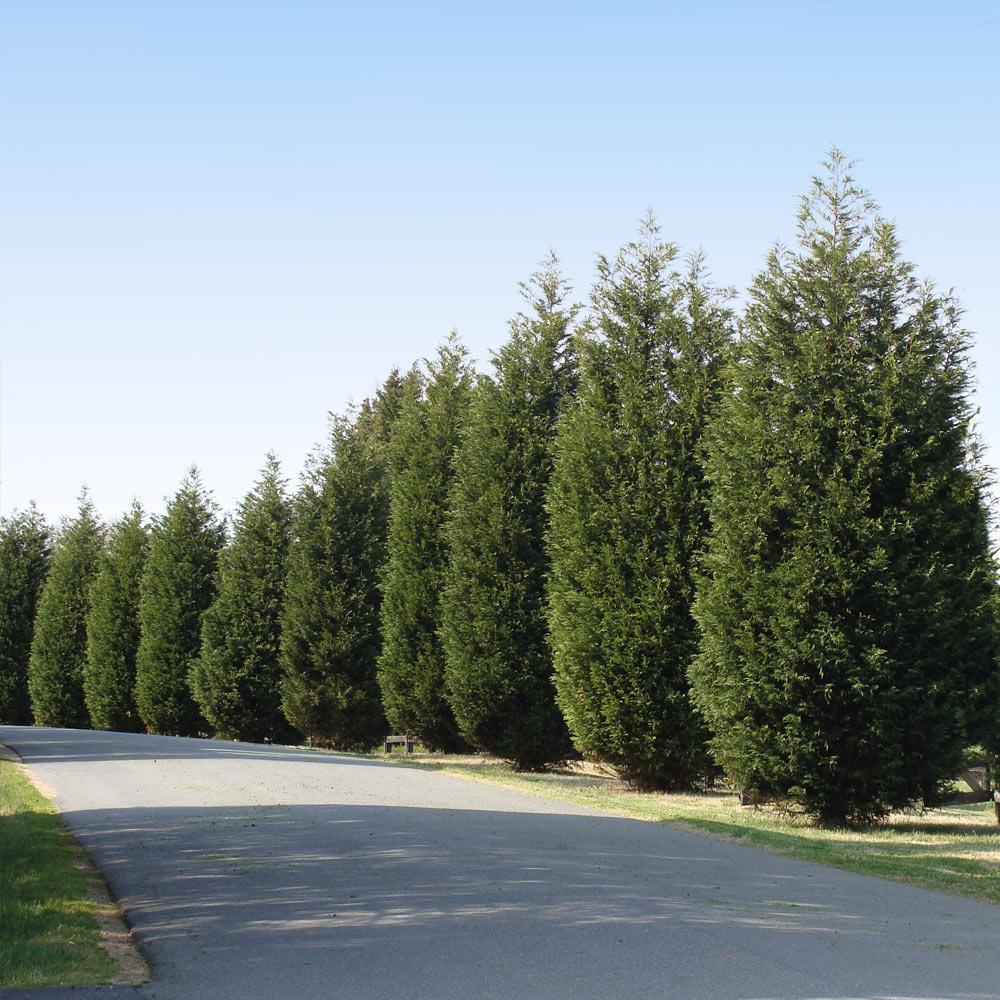 Techny Cold Hardy Thuja Tree