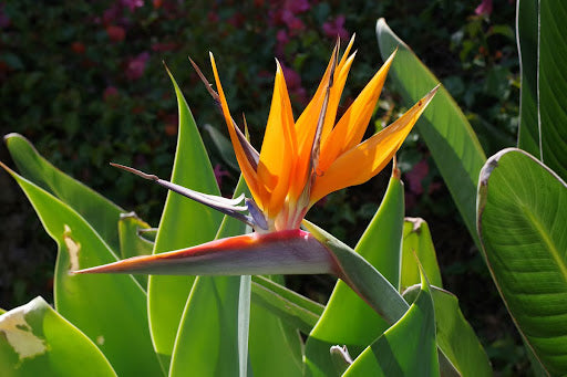 The Bird of Paradise, or Crane Flower, is known for its unique, bird-like blooms