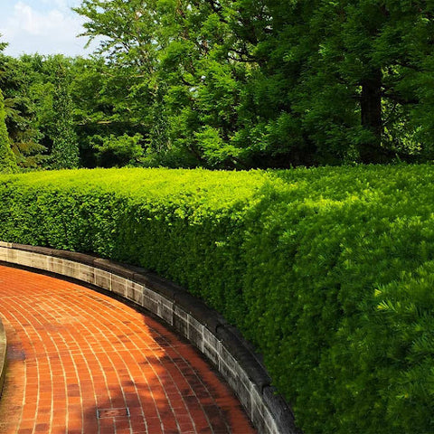 The Hicks Yew makes an excellent option for a taller hedge