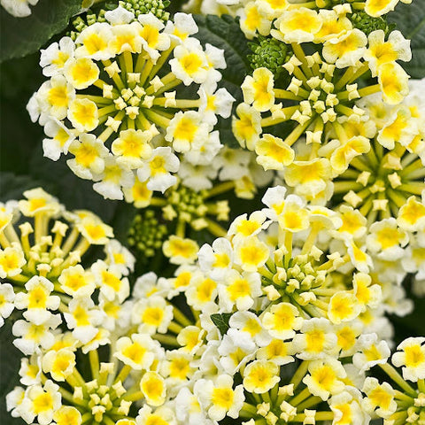 The Pina Colada lantana is tolerant of heat and drought, with unique yellow-and-white blooms