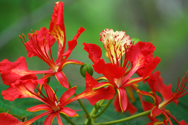 Trees with Red Flowers