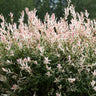 Tri-Color Dappled Willow