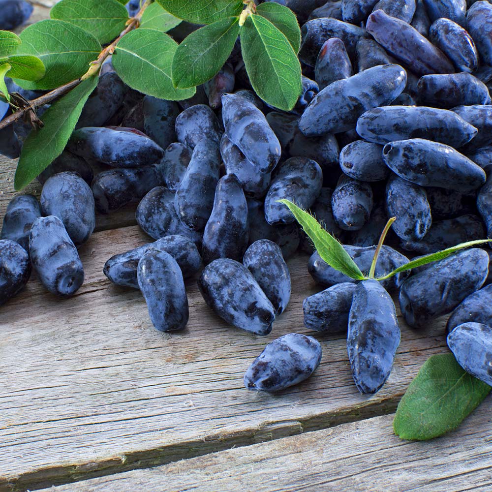 Aurora Honeyberry Bush