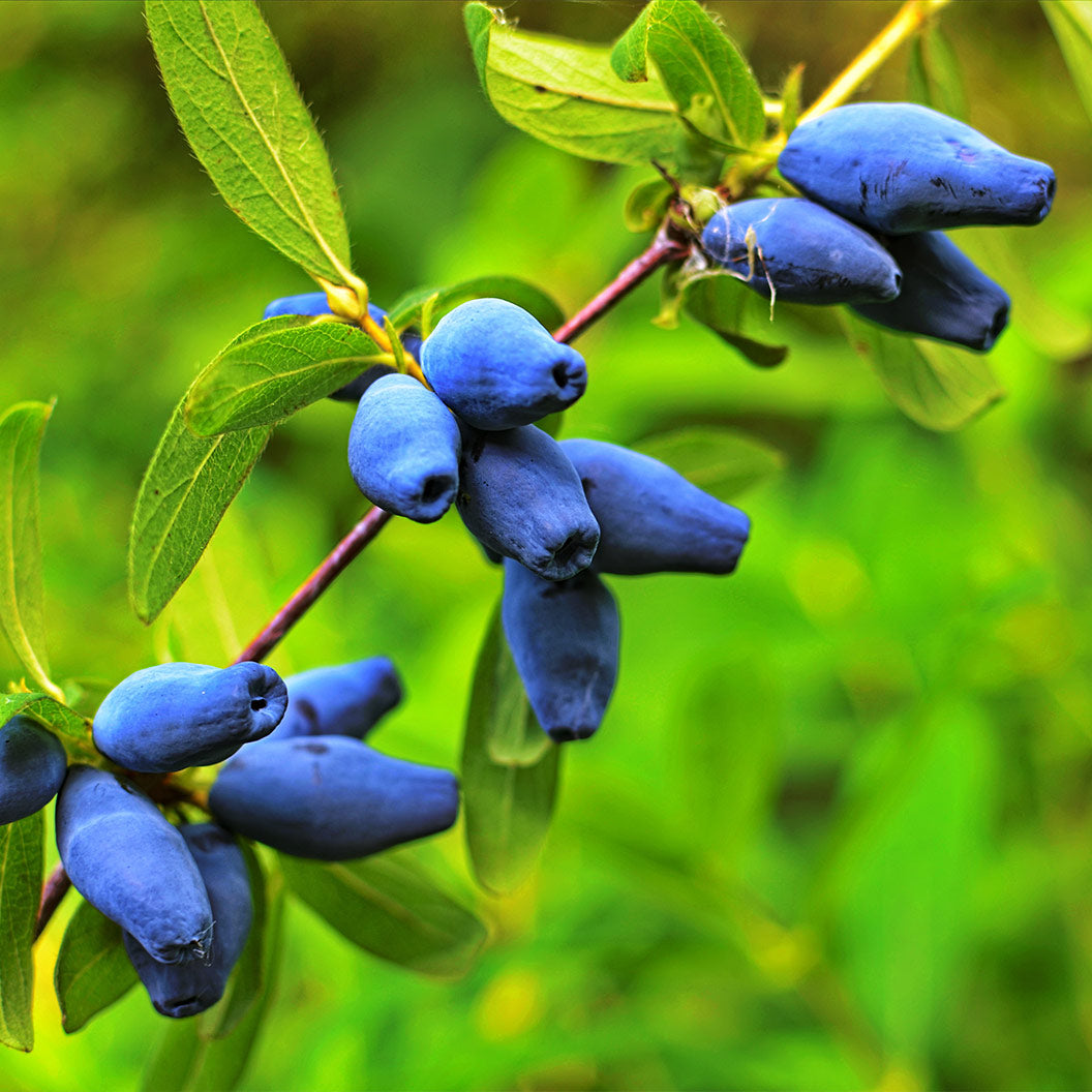 Tundra Honeyberry Bush
