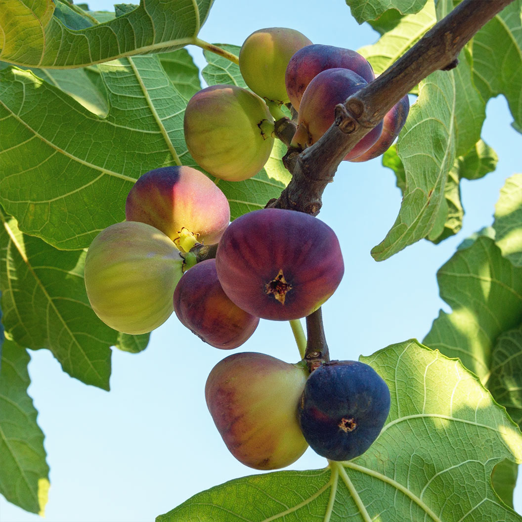 Violette de Bordeaux Fig Tree - USDA Organic