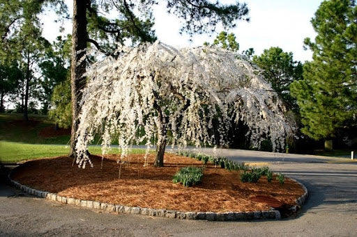 Weeping cherry trees have a unique, pendulous habit