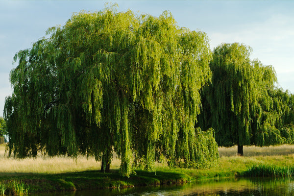 Willow Trees
