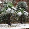 Windmill Palm Tree