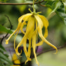 Ylang Ylang Tree