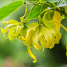 Ylang Ylang Tree