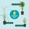 Arabica Coffee Plant