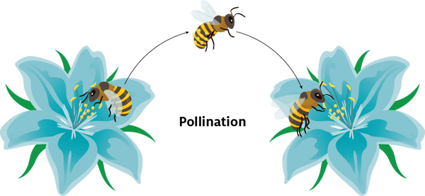 pollination