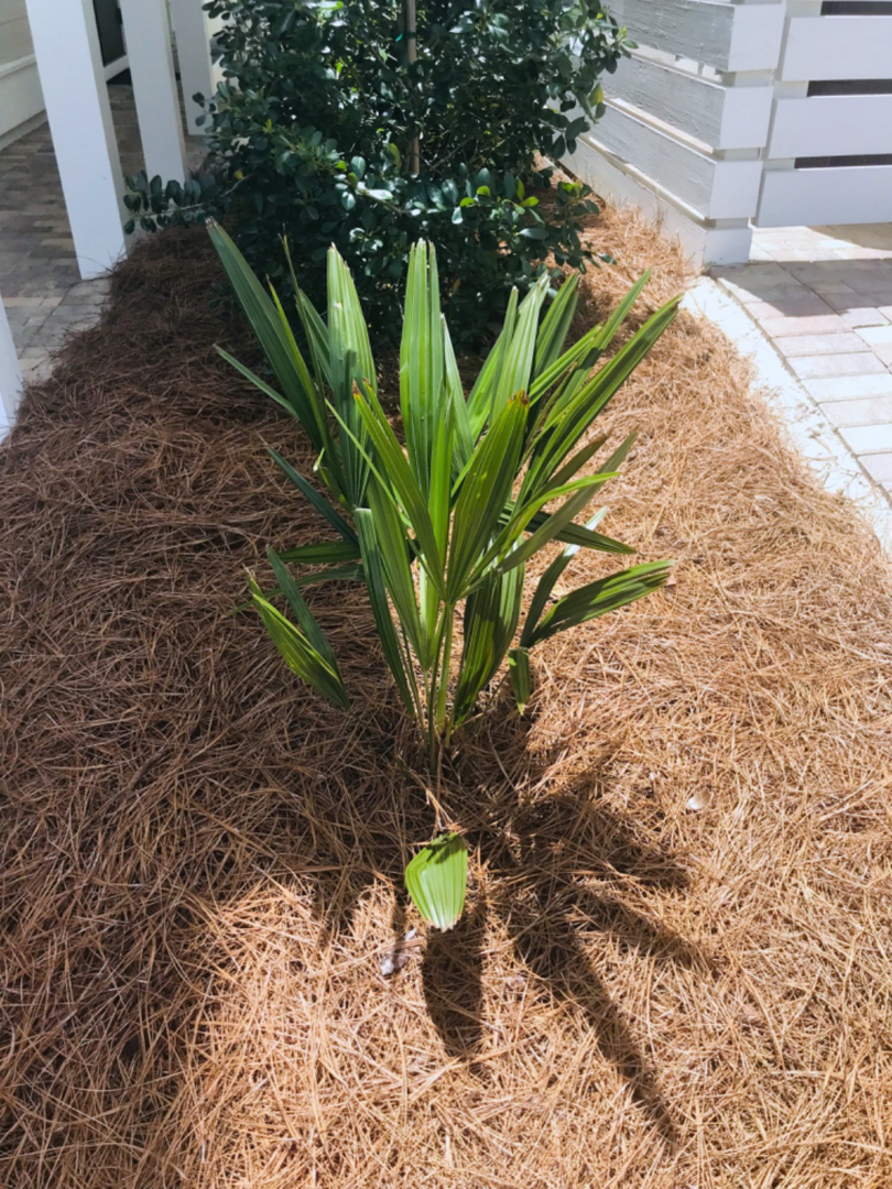 Great Palm