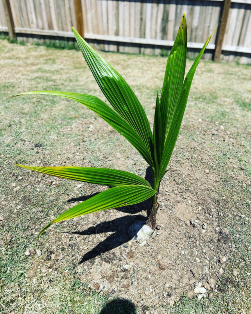 Coconut Palm Tree