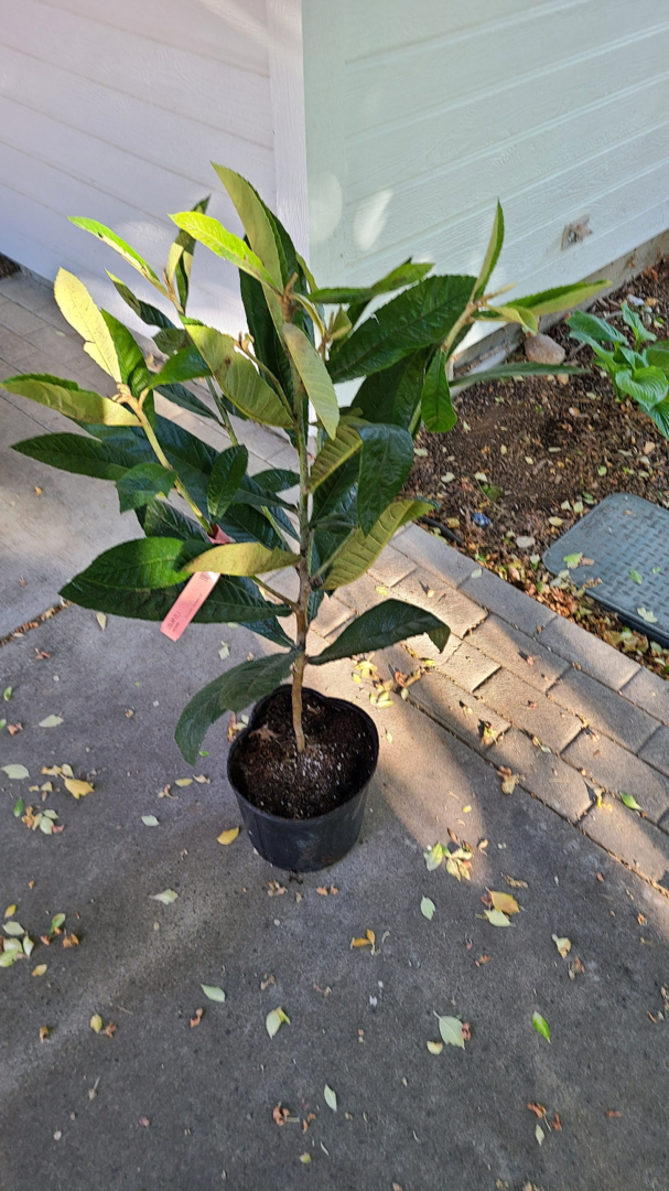 Beautiful Plant, Fast Delivery