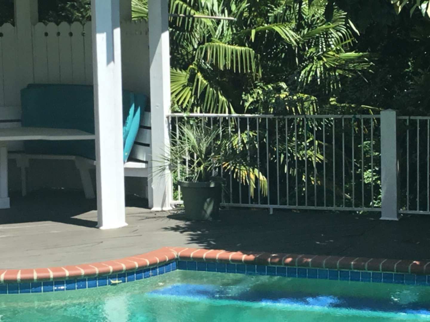 Review of Pindo palm