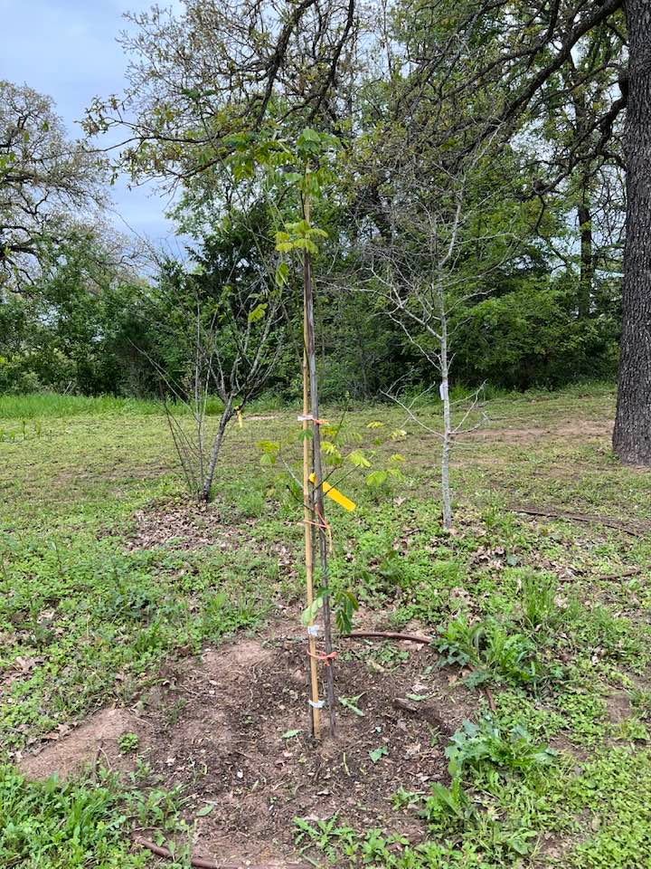LOVE my Cassia Tree!