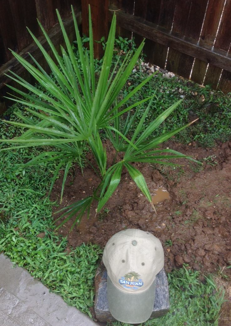 Needle Palm in New York 2015 to 2023