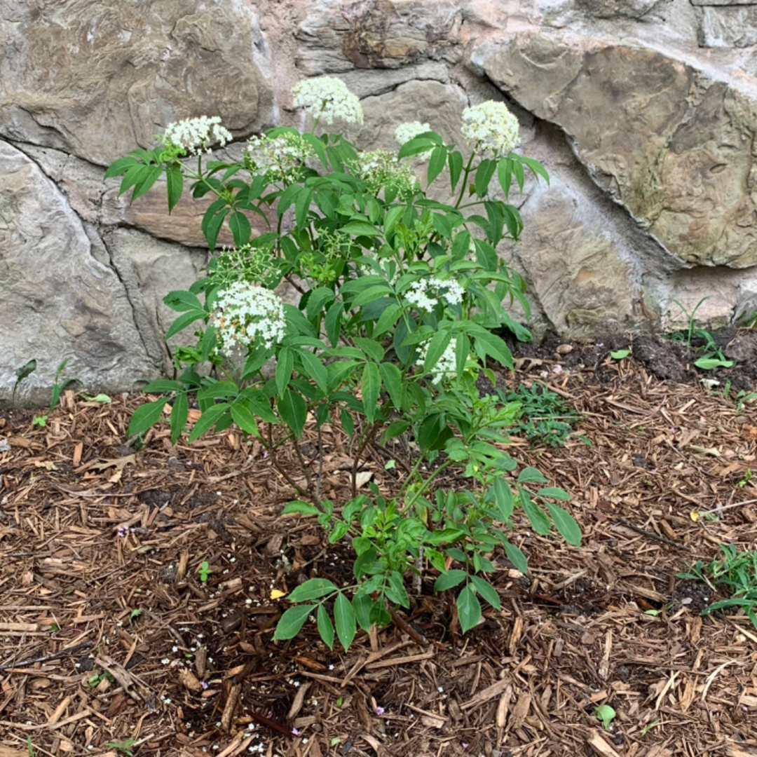 Healthy plant, just as advertised!