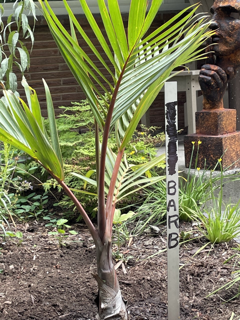 PNW Tropical Guy