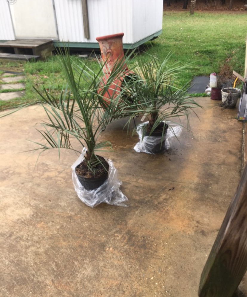 Pindo Palms