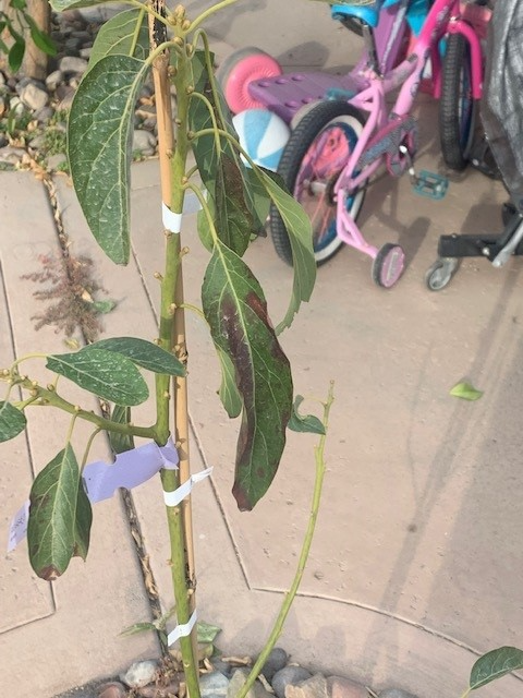Haas avocado tree