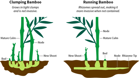 Running vs. clumping bamboo